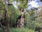 Jomon-sugi Cedar (Yakushima, Japan)