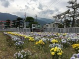 Izumo Grand Shrine Doi-kyokai (Shikokuchuo, Japan)