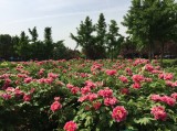 International Peony Garden (Luoyang, China)