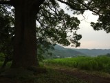 岩戸神社（徳島県吉野川市）